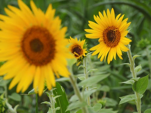 太阳花在倾斜移位透镜 · 免费素材图片