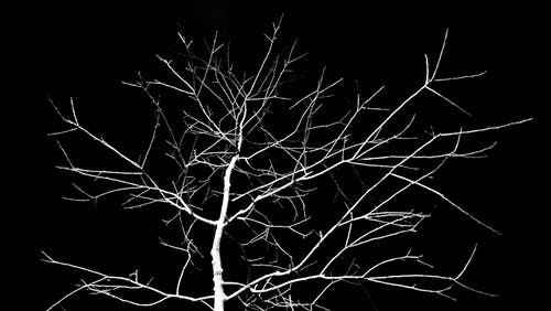 孤树 · 免费素材图片