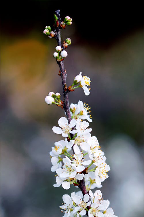 白色花瓣花卉摄影 · 免费素材图片