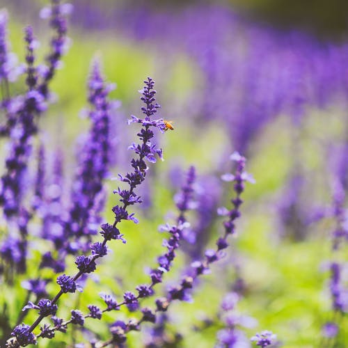 紫色花瓣花的选择性照片 · 免费素材图片