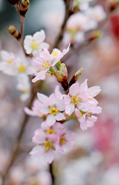 粉色樱花的特写摄影 · 免费素材图片