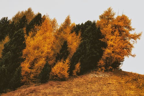 棕色和绿色的枯树，在枯萎的草地上 · 免费素材图片