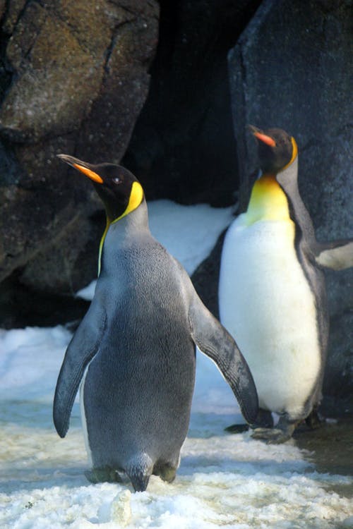 两只企鹅的特写照片 · 免费素材图片