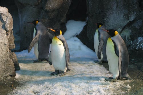 四个国王企鹅 · 免费素材图片