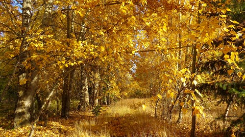 白天的黄树 · 免费素材图片