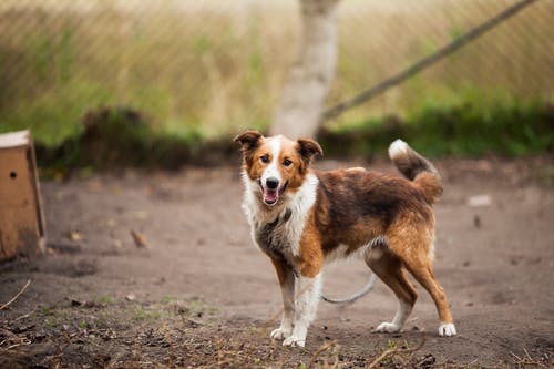 边境牧羊犬户外近棕色木制狗屋 · 免费素材图片