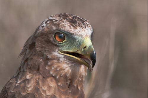 猎鹰的特写照片 · 免费素材图片