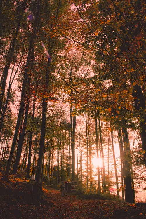 两人站在绿叶树之间 · 免费素材图片