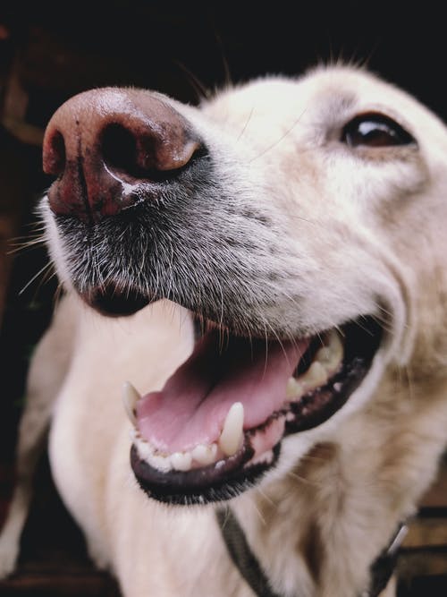 拉布拉多犬 · 免费素材图片
