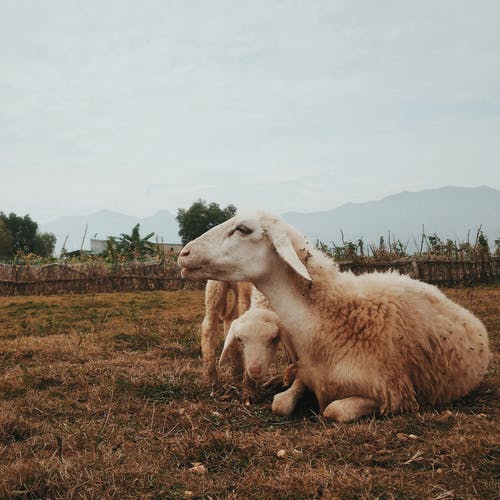 场上的三只白山羊 · 免费素材图片