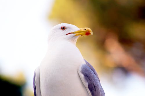 微型摄影的白色和灰色的鸟 · 免费素材图片