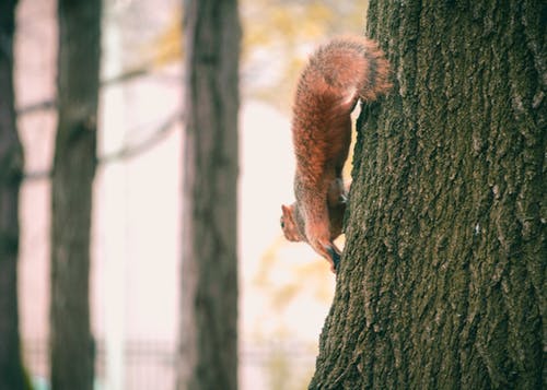 黑树上的棕色松鼠 · 免费素材图片