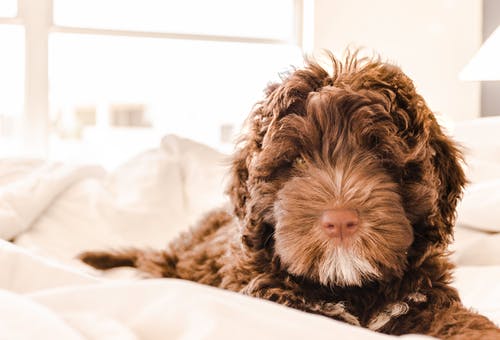 棕色和白色葡萄牙水犬幼犬 · 免费素材图片