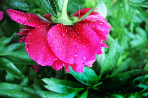 粉色牡丹花在特写摄影 · 免费素材图片