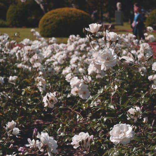 白玫瑰的选择性聚焦摄影 · 免费素材图片