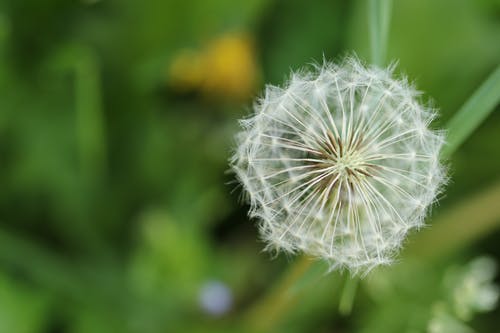 蒲公英花 · 免费素材图片