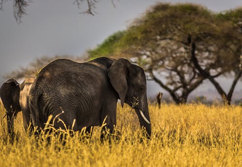 黑象在草地上 · 免费素材图片