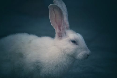 白兔子的选择性聚焦摄影 · 免费素材图片