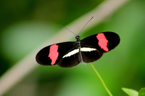 黑色，红色和白色蝴蝶在特写照片 · 免费素材图片