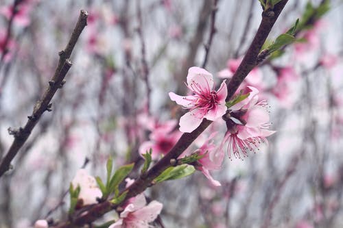 粉红樱花 · 免费素材图片