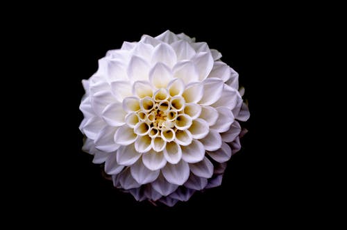 白色和黄色的花朵微距摄影 · 免费素材图片