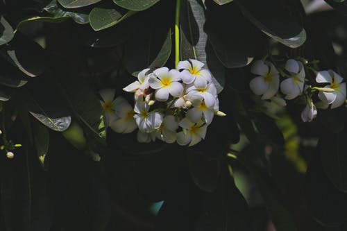白色和黄色的花朵摄影 · 免费素材图片