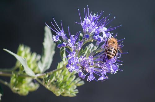 蜜蜂栖息在紫色的花瓣特写摄影 · 免费素材图片