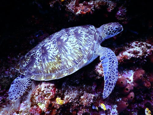 褐海龟的水下摄影 · 免费素材图片