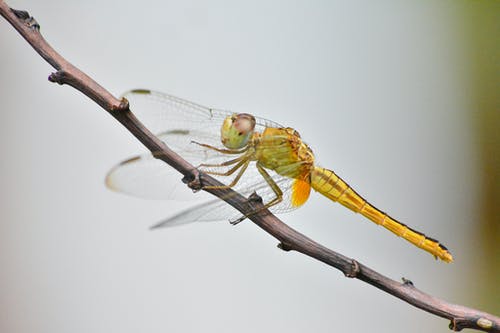 棕色树枝上的绿色蜻蜓 · 免费素材图片