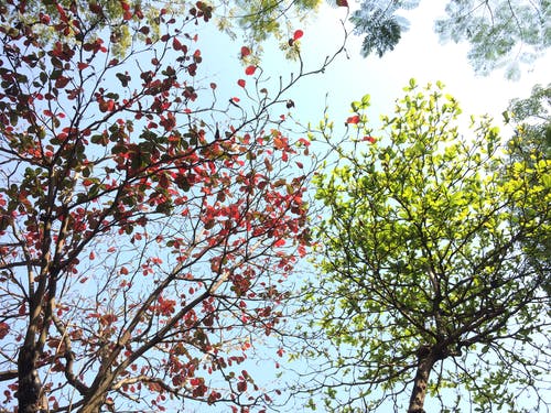 红色和绿色的树叶在晴朗的一天 · 免费素材图片