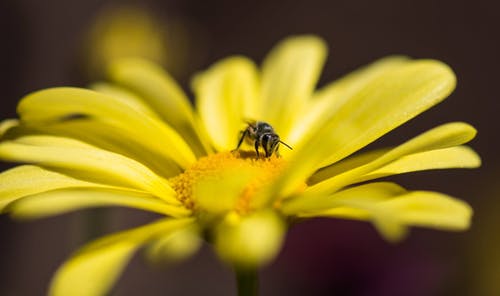 蜜蜂栖息在特写照片中的黄色花瓣花上 · 免费素材图片