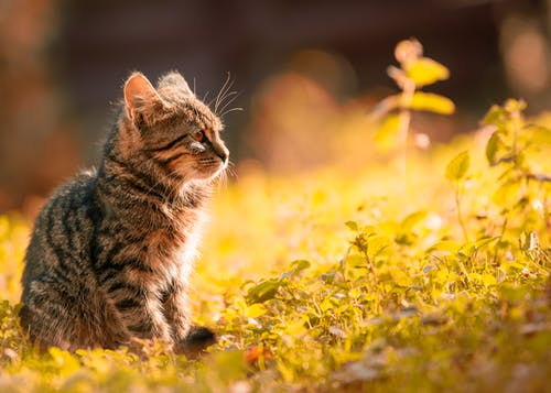 虎斑小猫坐在草地上 · 免费素材图片