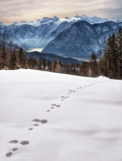 白天山附近的雪地上的动物脚印 · 免费素材图片