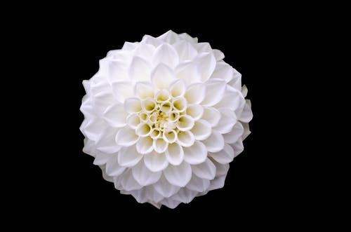 白花的微距照片 · 免费素材图片