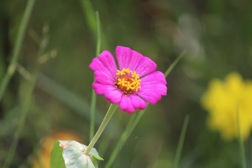 紫色花瓣花盛开 · 免费素材图片