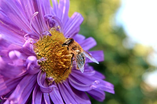 蜜蜂在一朵花的微距摄影 · 免费素材图片
