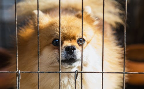 笼子里长衣的棕色小狗 · 免费素材图片