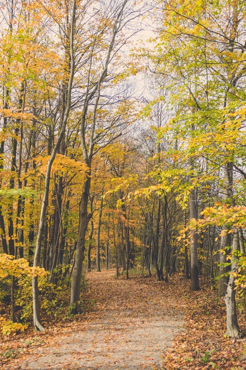 森林风景 · 免费素材图片