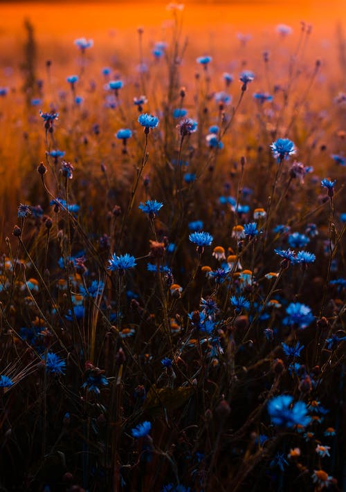 蓝色花朵的倾斜移位镜头照片 · 免费素材图片