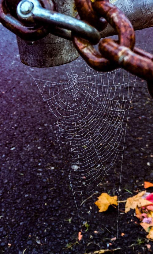 挂在链上的蜘蛛网 · 免费素材图片