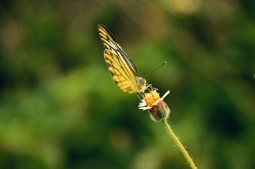 黄蝴蝶栖息在花上 · 免费素材图片