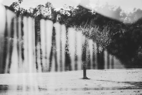 一棵树的灰度摄影 · 免费素材图片