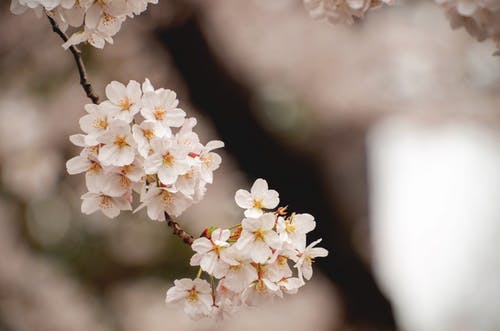 白樱花 · 免费素材图片