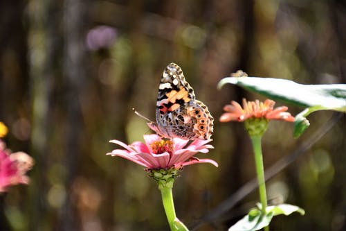蝴蝶在粉红色的花上面的特写摄影 · 免费素材图片