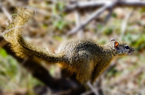 近摄摄影的棕色松鼠 · 免费素材图片
