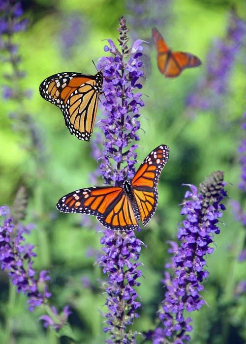 帝王蝶群栖息在紫色的薰衣草花上的选择性聚焦摄影 · 免费素材图片