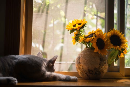 靠近花瓶的向日葵的灰猫 · 免费素材图片
