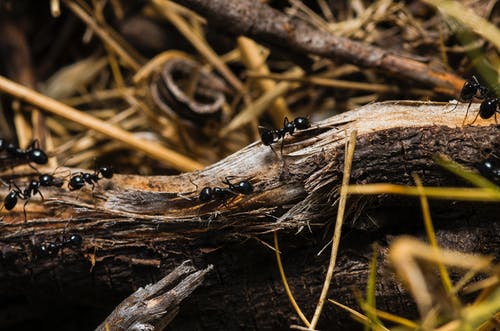 黑蚂蚁在棕色的树干上 · 免费素材图片