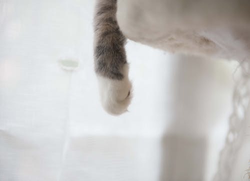 白色和灰色猫爪 · 免费素材图片