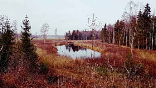 在多云的天空下树木附近的水体 · 免费素材图片
